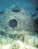 Reef Ball